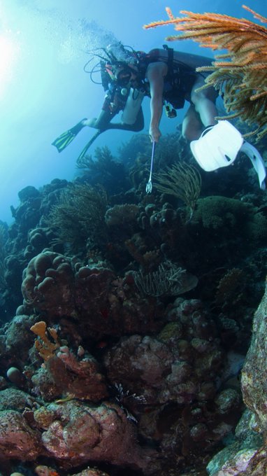 Who was hunting Lion Fish in Cura&ccedil;ao with @OceanEncounters ...This girl!! Saving the reef!! Ps: people<a class="tags" target="_blank" title="On Twitter" href="/?out=eyJ0eXAiOiJKV1QiLCJhbGciOiJIUzUxMiJ9.eyJpYXQiOjE3MTkzOTM4OTMsImlzcyI6InR3cG9ybnN0YXJzLmNvbSIsIm5iZiI6MTcxOTM5Mzg5MywiZXhwIjoxNzUwOTI5ODkzLCJyZWRpcmVjdF91cmwiOiJodHRwczovL3R3aXR0ZXIuY29tL09jZWFuRW5jb3VudGVycyJ9.o3TRxJv5_vtT86KJXVqlQpU9O_aJsNeJDT21hEWd6V6aVjcYsSEMmF9eAh5hUCC6D_VkXjMOw6uPNlvs-jAkww">@OceanEncounters</a><a href="/tag/goingforit"class="tags"><span>#goingforit</span></a><a href="/tag/2ndbase"class="tags"><span>#2ndbase</span></a>