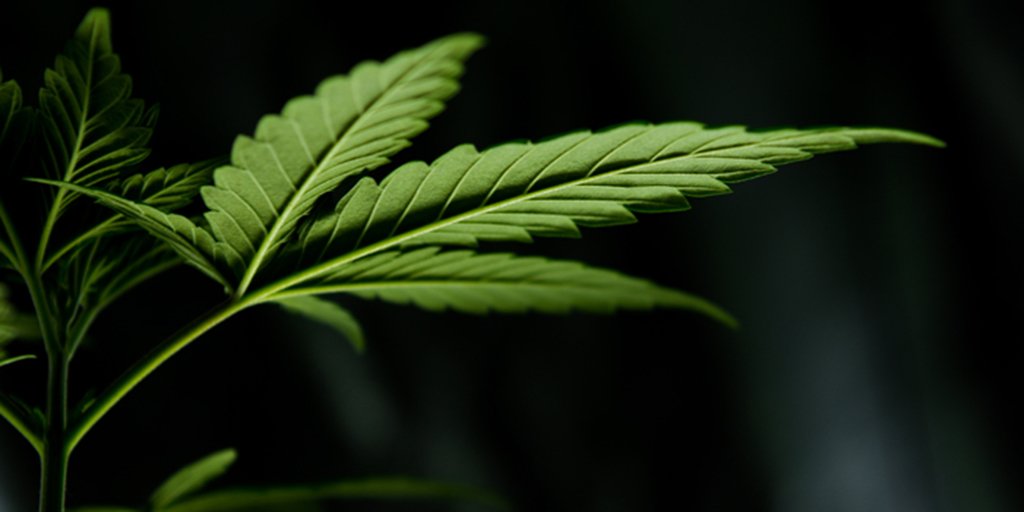 CIHR_INMHA's tweet photo. REMINDER: Webinar tomorrow for Partnerships for Cannabis Policy Evaluation funding opportunity. Click here to register: https://t.co/PxnIMFUV2b https://t.co/58RHWdG7Ff