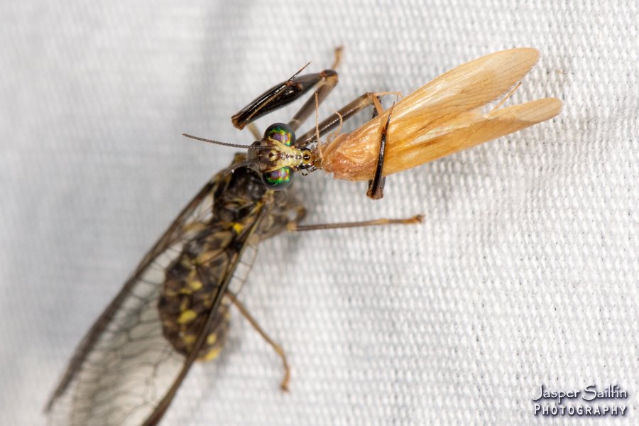 JasperSailfin's tweet image. Mantidfly mania in Perry County, Indiana on 9/1. There were 20+ on the sheet from at least three species. I usually see Wasp mantidflies on flower heads and this was my first on the sheet.  First, photos on the sheet. (1/2) #Mantidfly #Mothing