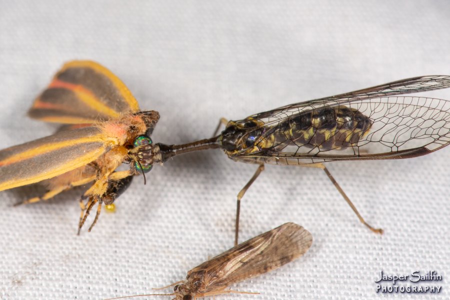 JasperSailfin's tweet image. Mantidfly mania in Perry County, Indiana on 9/1. There were 20+ on the sheet from at least three species. I usually see Wasp mantidflies on flower heads and this was my first on the sheet.  First, photos on the sheet. (1/2) #Mantidfly #Mothing