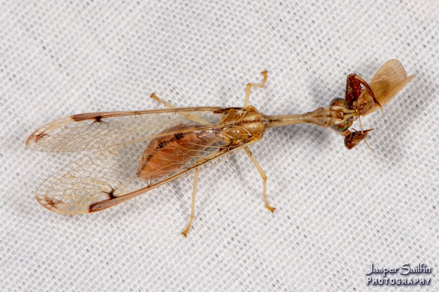 JasperSailfin's tweet image. Mantidfly mania in Perry County, Indiana on 9/1. There were 20+ on the sheet from at least three species. I usually see Wasp mantidflies on flower heads and this was my first on the sheet.  First, photos on the sheet. (1/2) #Mantidfly #Mothing