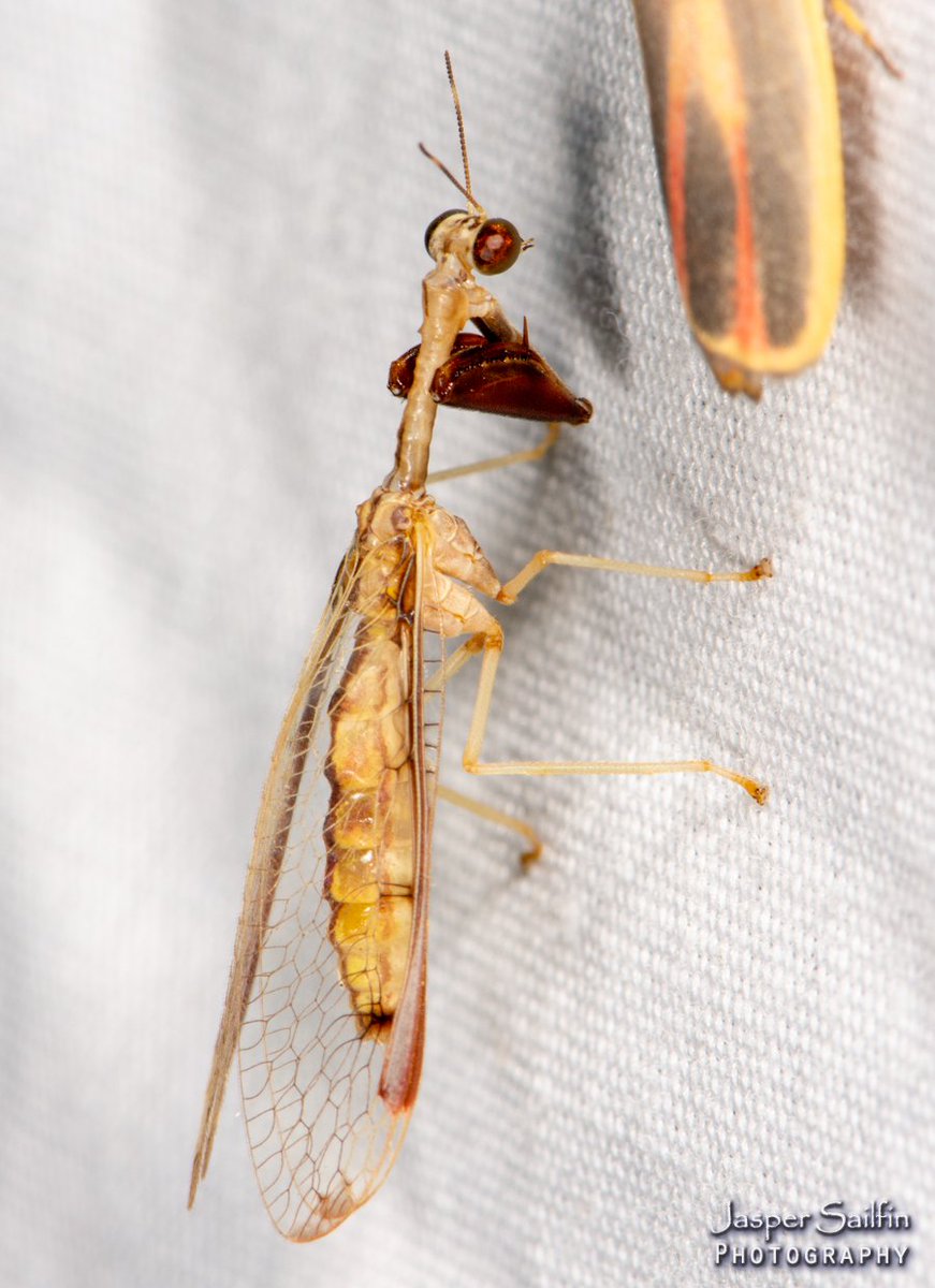 JasperSailfin's tweet image. Mantidfly mania in Perry County, Indiana on 9/1. There were 20+ on the sheet from at least three species. I usually see Wasp mantidflies on flower heads and this was my first on the sheet.  First, photos on the sheet. (1/2) #Mantidfly #Mothing