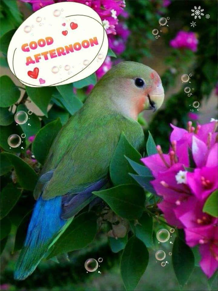 ConureFeathers's tweet photo. Good Afternoon 🐦🌸💕 https://t.co/Pq1SAd0XMp