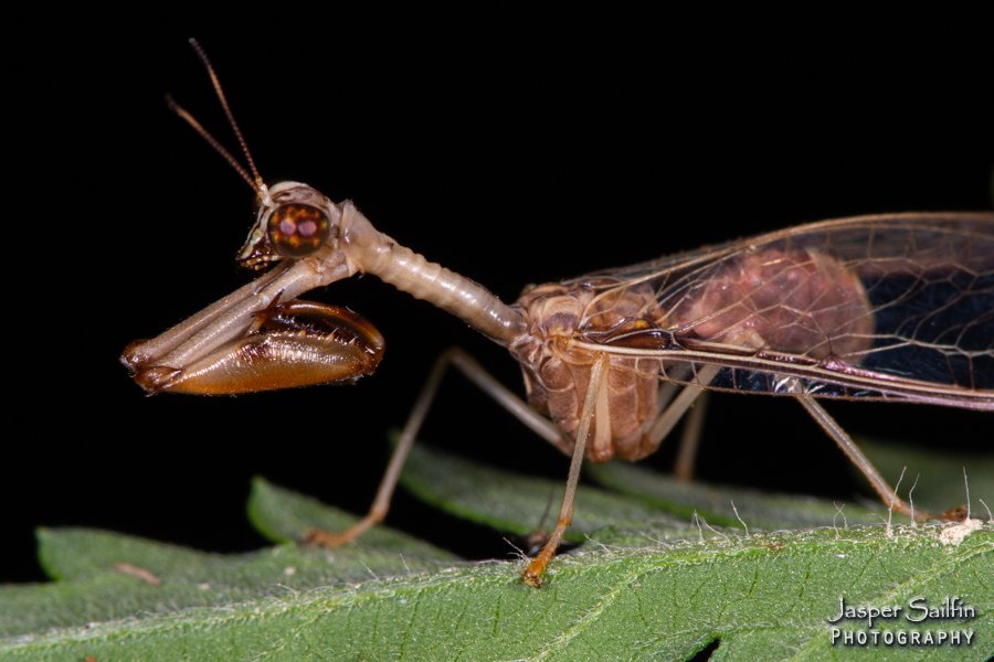 JasperSailfin's tweet image. Mantidflies posing for close-ups. (2/2). Four-spotted Mantisfly (Dicromantispa interrupta) (I think) and Wasp Mantidfly (Climaciella brunnea) doing a foot inspection. Perry County, Indiana. 9/1/2019 #Mantidfly #Mothing