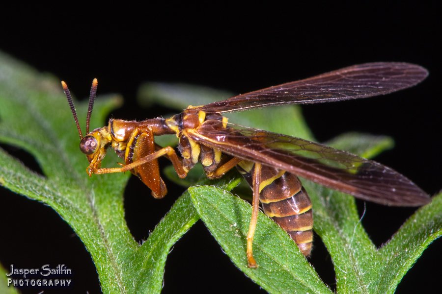 JasperSailfin's tweet image. Mantidflies posing for close-ups. (2/2). Four-spotted Mantisfly (Dicromantispa interrupta) (I think) and Wasp Mantidfly (Climaciella brunnea) doing a foot inspection. Perry County, Indiana. 9/1/2019 #Mantidfly #Mothing
