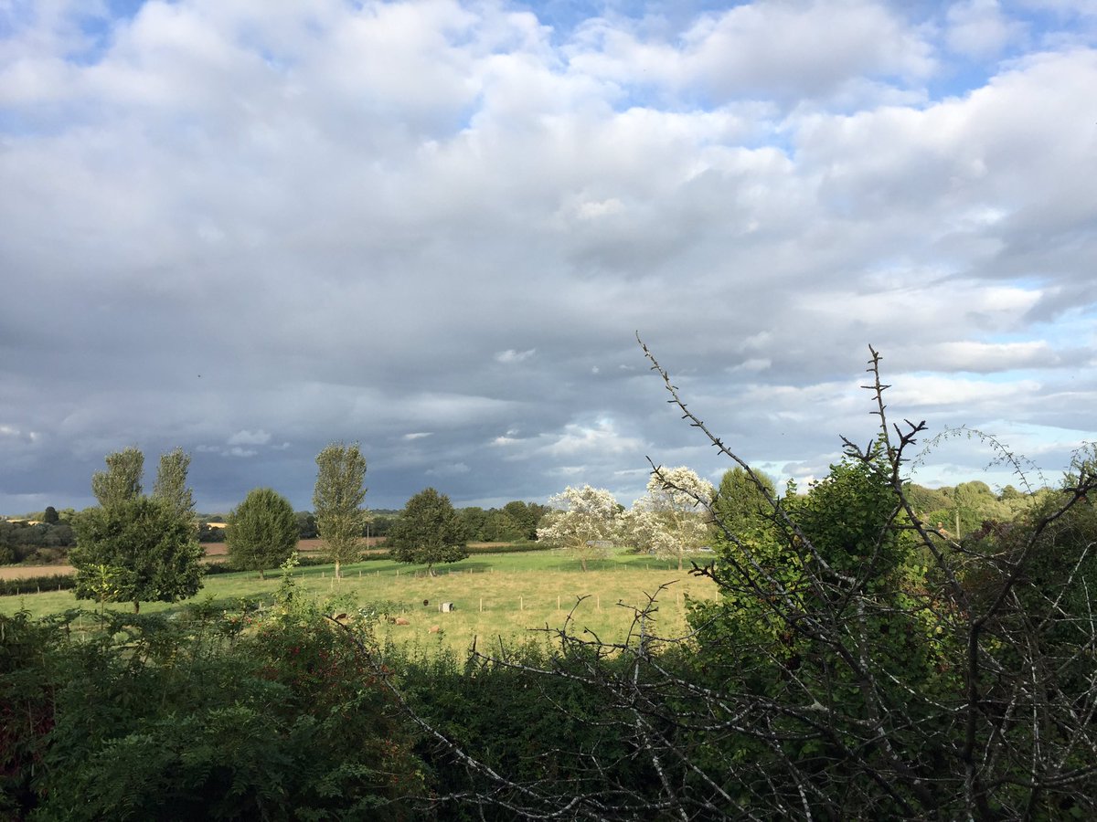 amd4_ann's tweet image. It’s such a blustery night with the sun shining on the hornbeams but I’m just too tired to mow,or do the hedges.I need some gas in the tank🤪@KWedgbury #notlikeme