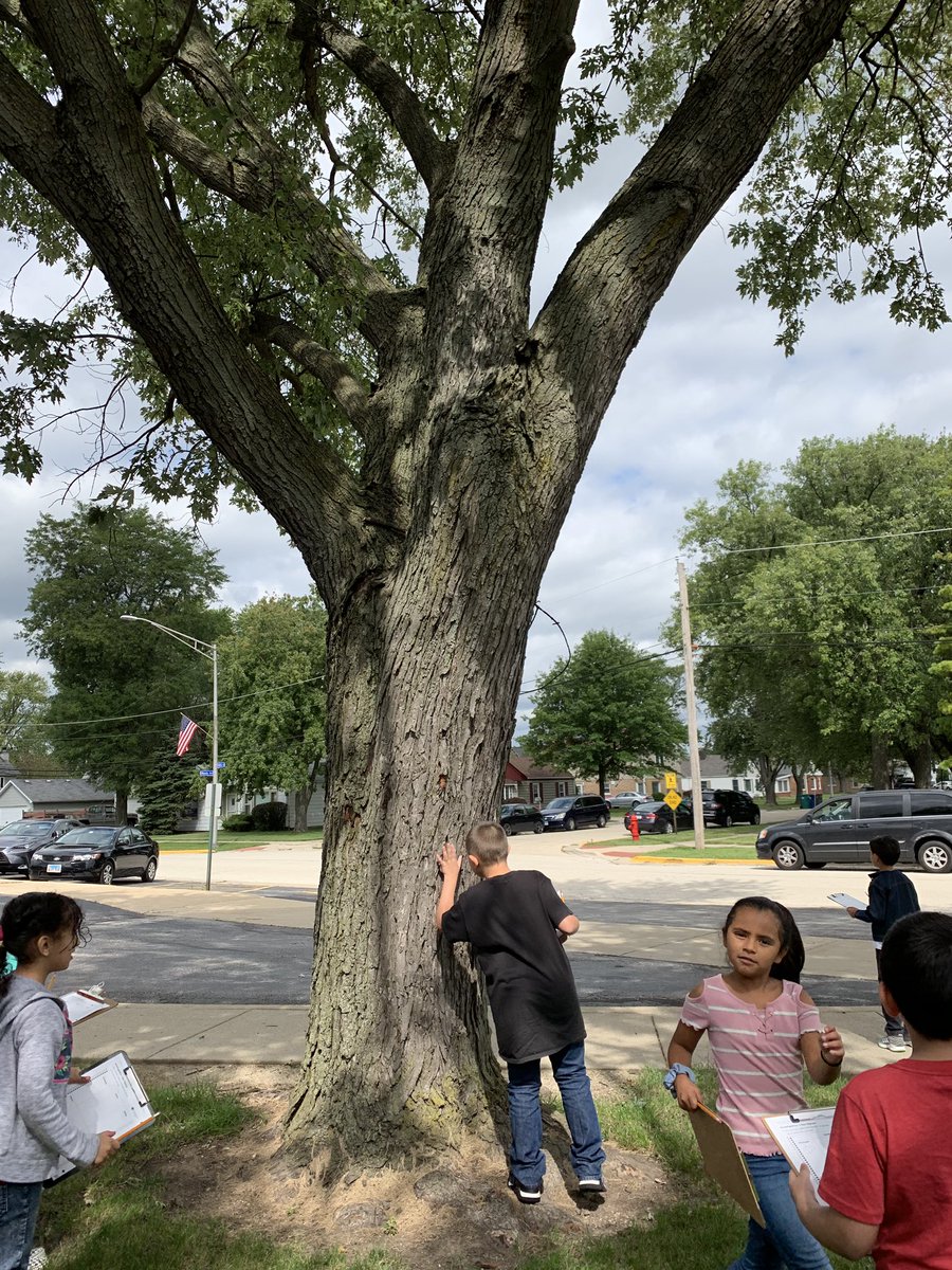 CummingsClassrm's tweet image. Room 2 ecologists were busy observing living plants and animals in nature today. We just can’t wait to report our findings! 🌳🕷
#cridgepride 
#tciscience