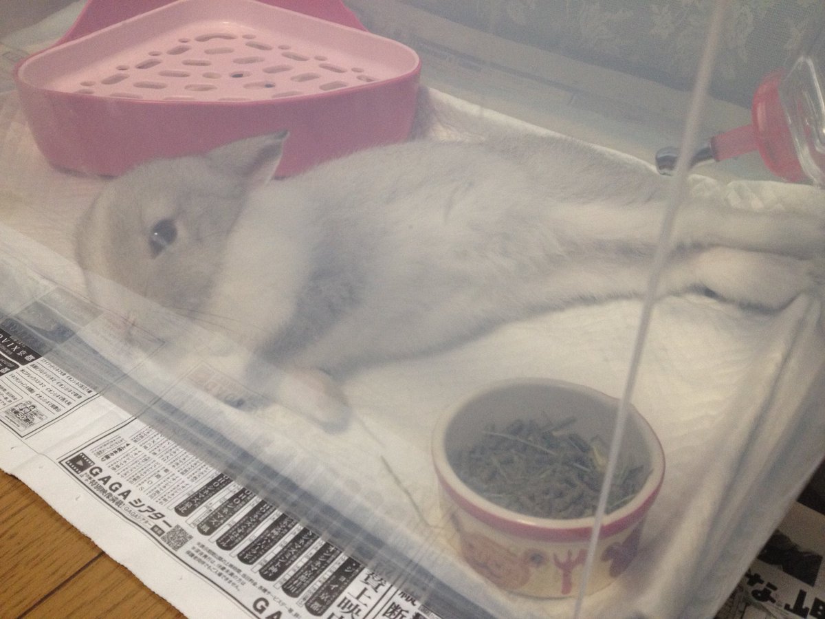 ただのバロワ新人あきほ うちのうさぎ もう5歳 10月あたりからは6年目に突入します W 長生きしてくれよ こちらは小さいとき 寝方がエビフライみを帯びていたうちのうさぎです