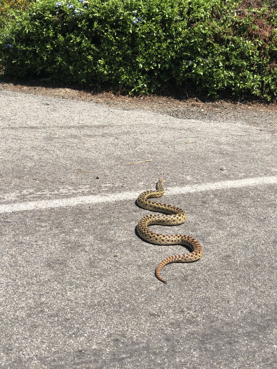 MariaMa40563270's tweet photo. #lahabramealsonwheels My view today #ladybugstermiteandpestcontrol I almost peed my pants again;) https://t.co/R5RxKUI88x