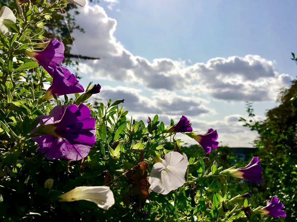 My overgrown hanging basket, full of tumbling petunias, was swaying precariously in this afternoon’s strong breeze! 💨🌤#ravensbournevalley #bromley #loveukweather #getoutside #365DaysWild #nationalparkcity @metoffice @stormhour @EarthandClouds2 @PhotographyWx