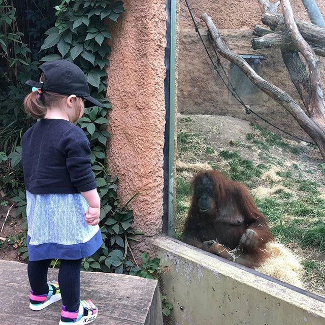 VTBlogger's tweet photo. I'm Zoo gibt es immer was zu sehen! Besonders spannend? Die Affen! Die beiden haben sich prächtig unterhalten. #ausflug #zoo #großstadtkind #vatertochter #zoofrankfurt #frankfurt #069 #blog #blogger #vaterblog #dad #dadblogger https://t.co/e9KEXCGPf5 https://t.co/6DMrrIH8Dj