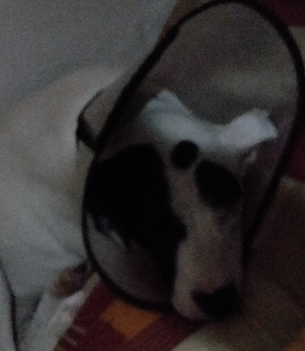 whenwherenilly's tweet image. I yum not feeling too gud. Bruthur put some drops in muy ear and out a cone around my nek to make me not scritch-scratch. I yum sad.

@SandhyaSridhar @tripurasundaree @robthebobbie