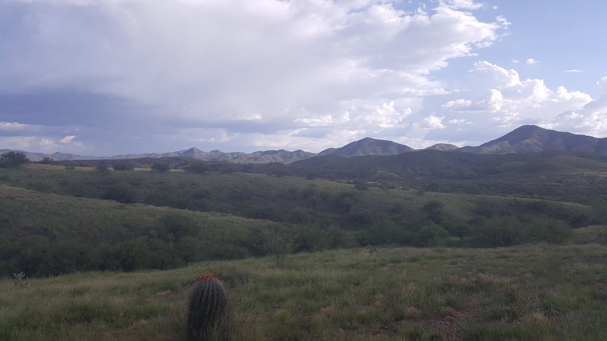 NoMoreDeaths's tweet photo. "Here we found the body of a young man on Saturday. In the first drainage, a little to the left. Laying under a Mesquite tree 400 ft from pavement with a jug of water still by his side, he was in his early 30s. Three years younger than me. (thread) https://t.co/OW1aqx8yqk