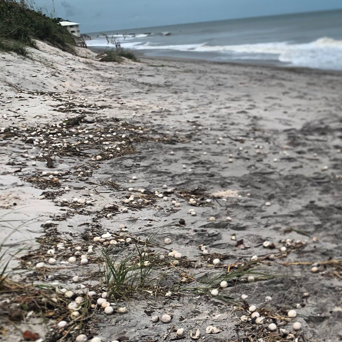 #Aftermath of #Dorian a slew of sea turtle eggs at the beach by Coral Cove Park in #Jupiter #waterlife #HurricaneDorian