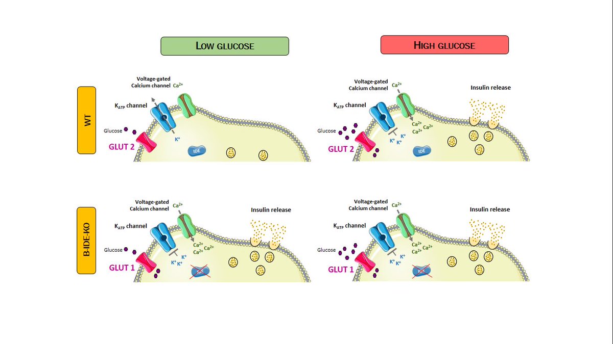 AJPEndoMetab's tweet photo. Insulin degrading enzyme and beta-cell dysfunction; NEW #ArticlesinPresS Click here to read details: https://t.co/rO3kCovsZq #GLUT1 #GLUT2 #insulinsecretion #insulindegradingenzyme @DiabetesLabIBGM @proyectosibgm https://t.co/5057pah4lA