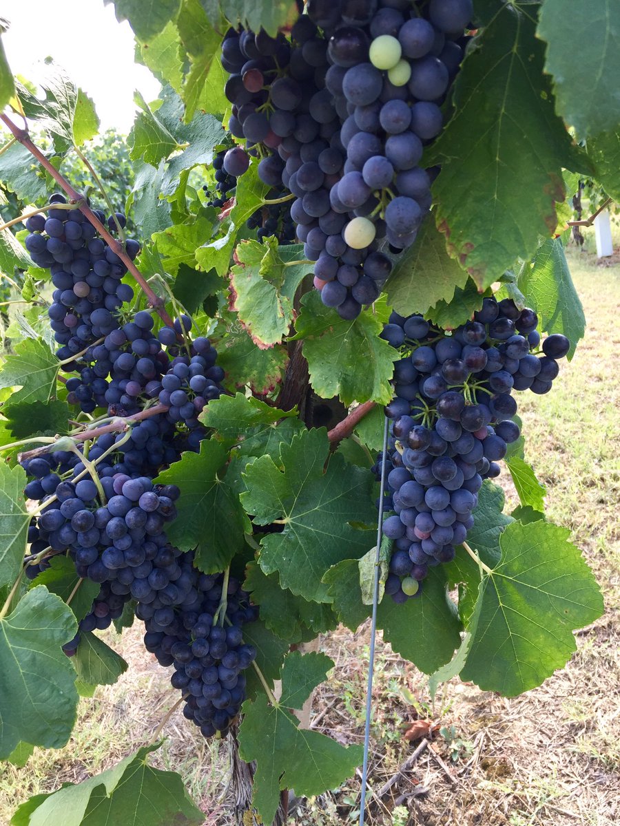 BaloccoDani's tweet photo. #agricolabes #bes #monferrato #unesco #treville #barbera #grignolino #syrah #fivi #siamofivi #dedulà #bestiagrama #xirà #redwine #winelovers #inconversionebio https://t.co/J8lO0thN8a