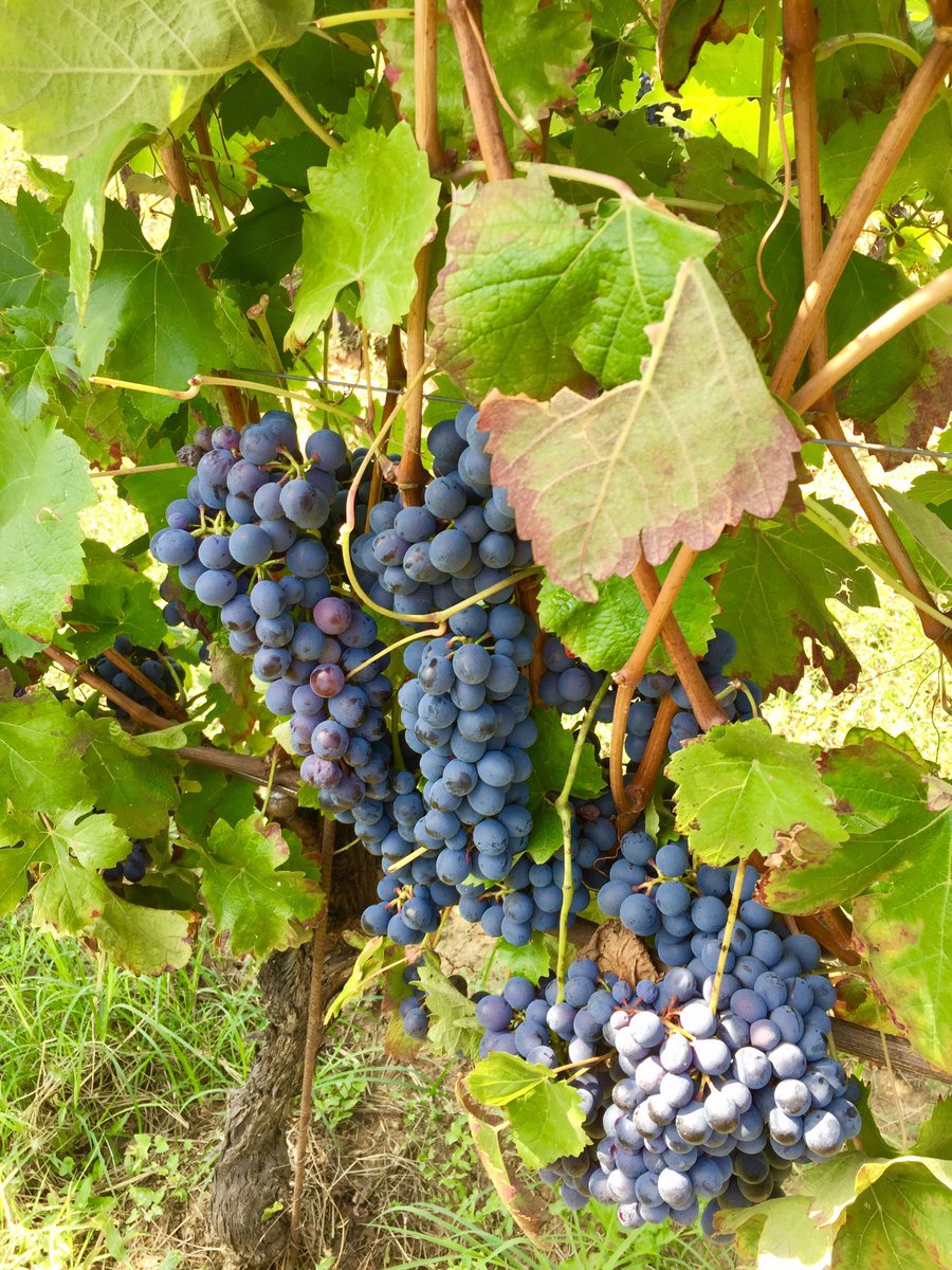BaloccoDani's tweet photo. #agricolabes #bes #monferrato #unesco #treville #barbera #grignolino #syrah #fivi #siamofivi #dedulà #bestiagrama #xirà #redwine #winelovers #inconversionebio https://t.co/J8lO0thN8a