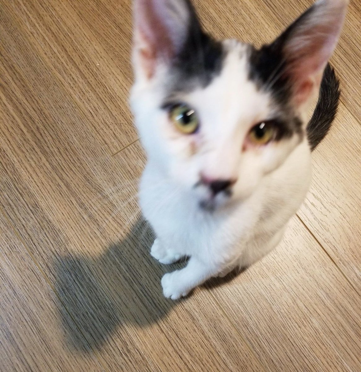 VickeryRob's tweet photo. I am pleased to welcome the new Chief Happiness Officer to the @VeriSIMlife team. Nikola is focusing on raising employee NPS, integrating a new wellness program, and ensuring that the best possible milk is in the fridge. #petsatwork #startupcat #verisim @jo_getter https://t.co/Fjg3KupTDo