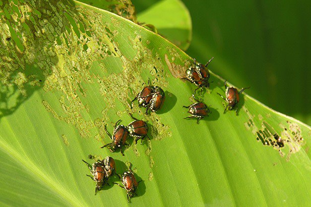 download biologische daten für den kinderarzt grundzüge einer biologie