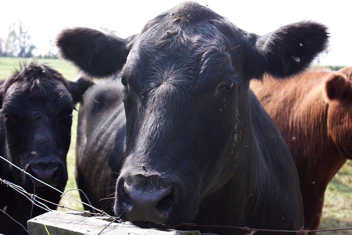 At Rowe Farms we support #local production as it keeps our world cleaner with less trucking and lower fuel consumption. Economically, local production helps support our local economy and our #localfarmers.