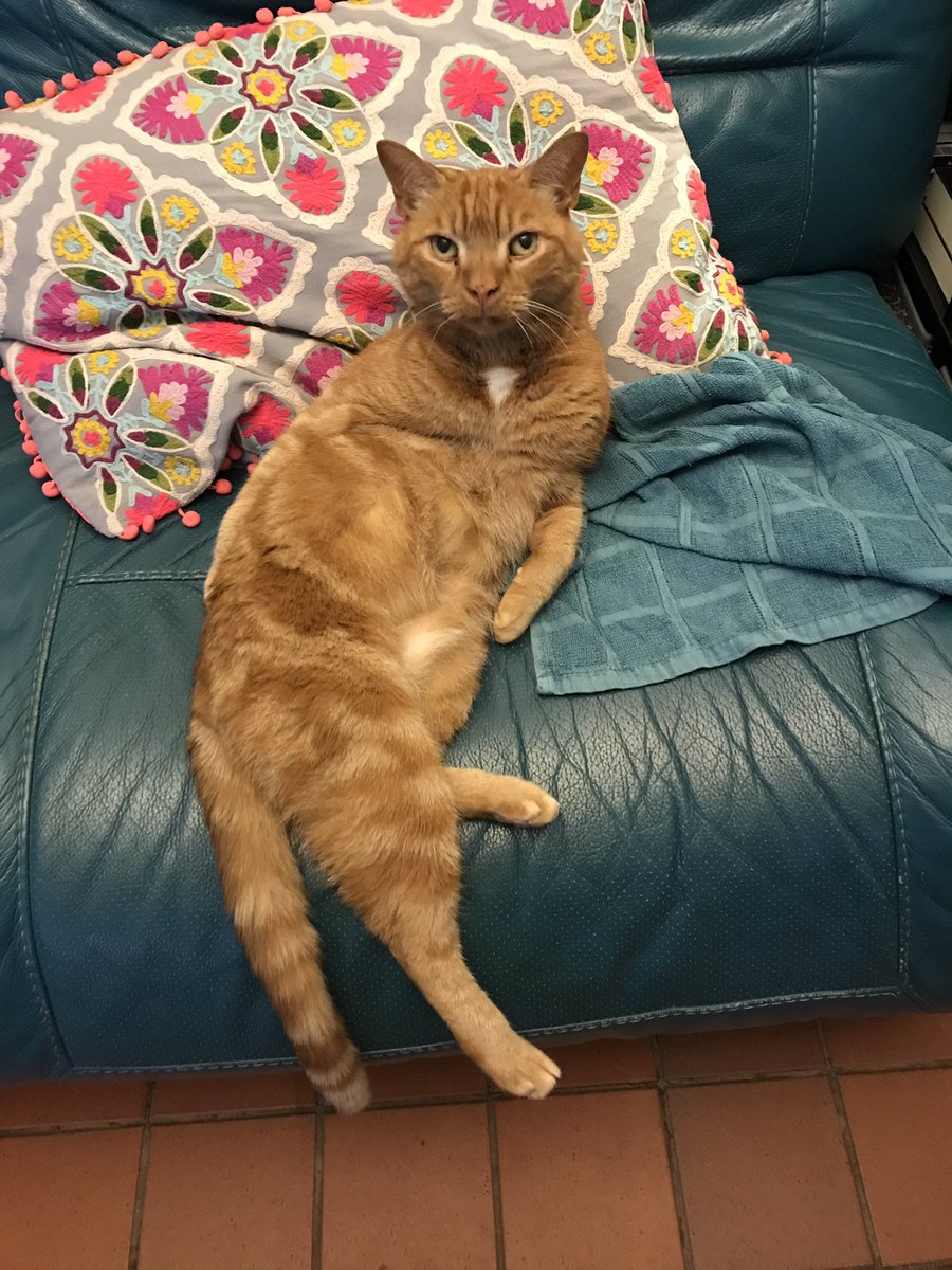 pamjan66's tweet photo. #jacobreesmug #gingermogg #copycat #pussinparliament https://t.co/3PbO5AsQiP