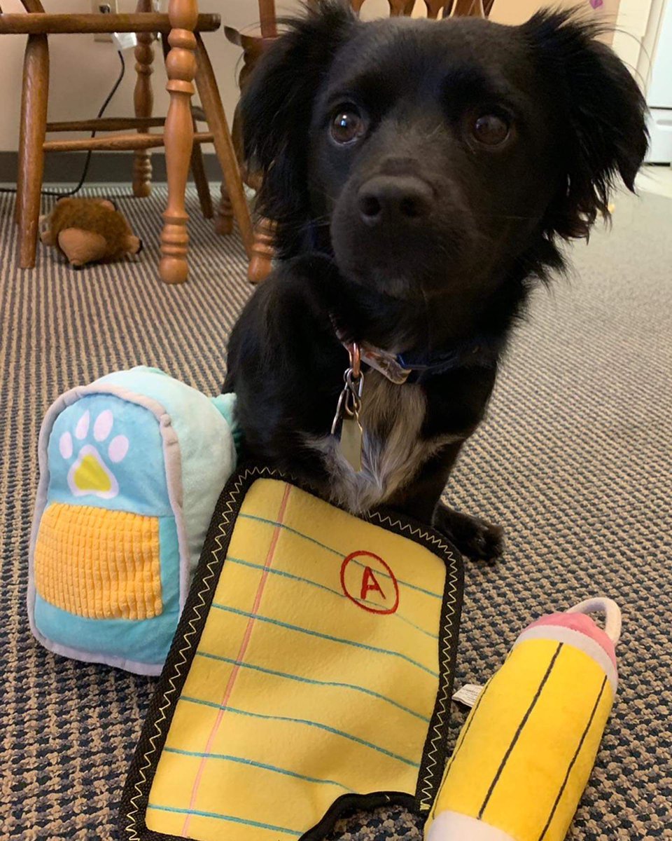 When can I eat my homework? #DogsofTwittter