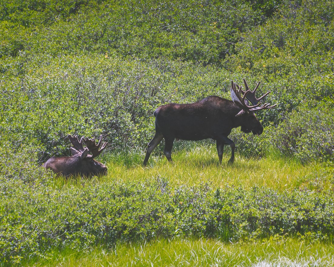 Colorado's tweet photo. "@drumshaman: Two bull moose I was lucky enough to get a peek at this past weekend outside of Creede, Colorado. #WildlifeWednesday #Colorado" https://t.co/XDoh80Ovxb