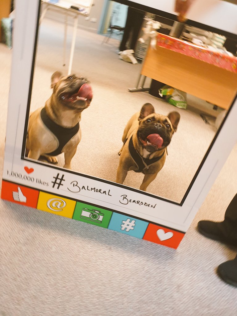 BalmoralBearsd1's tweet photo. 2 new recruits🐶🐕😍 #balmoralbearsden #arthurandangus #frenchbulldogs #frenchies #socute #pawpatrol https://t.co/mI6cbupmMl