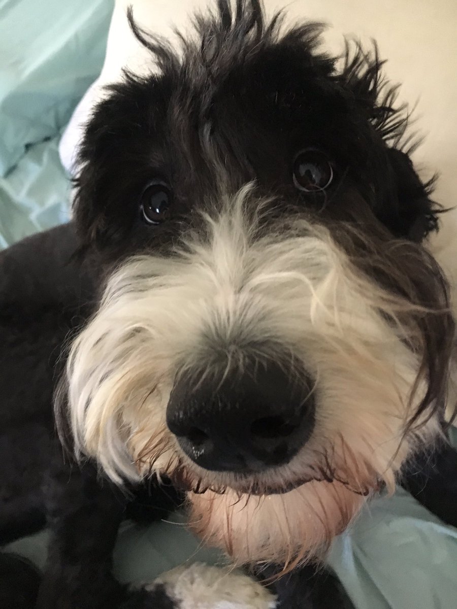 DogsWander's tweet image. good morning!! I ate some kibble!! it’s nap time again. wake me up when you have some bacon. #dogsoftwitter #bernedoodle #dog #wheregalswander