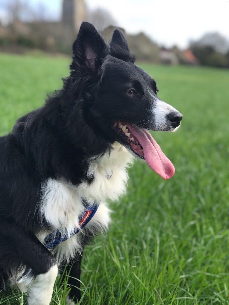SturgyM's tweet photo. @DT_Norfolk This is Tilly! Our crazy collie from @DT_Norfolk too!! https://t.co/JFIs2BpV6P