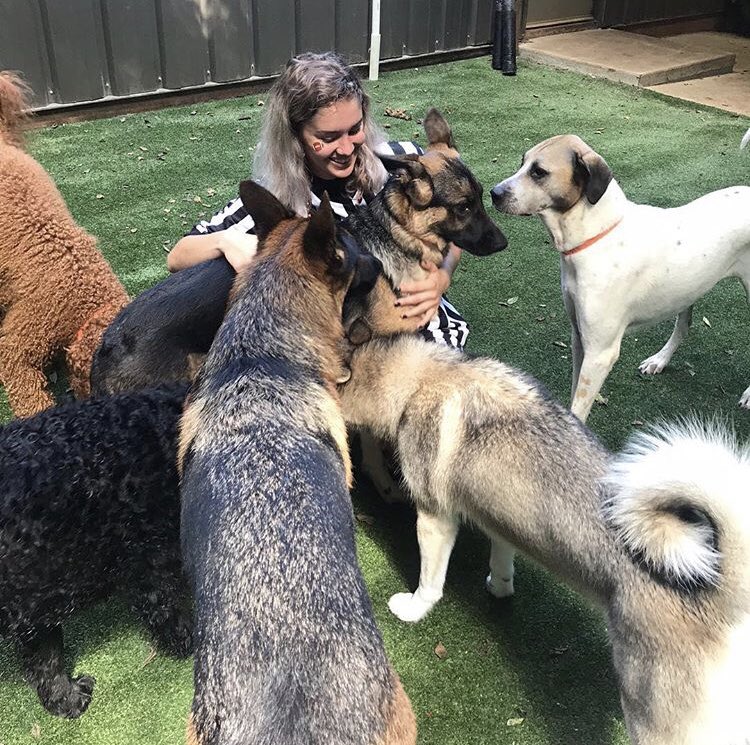 safaripetresort's tweet photo. It’s almost FOOTBALL FRIDAY TIME! 🏈Join us NEXT Friday 9/13 in Doggie Day Camp for Game Day good times!🏆
.
#safaripetresort #footballfriday #murfreesboro #touchdown #doggiedaycare #doggiedaycamp #playtime #dogsofmurfreesboro #dogsoftn #dogtreats https://t.co/VmjsniKjIc