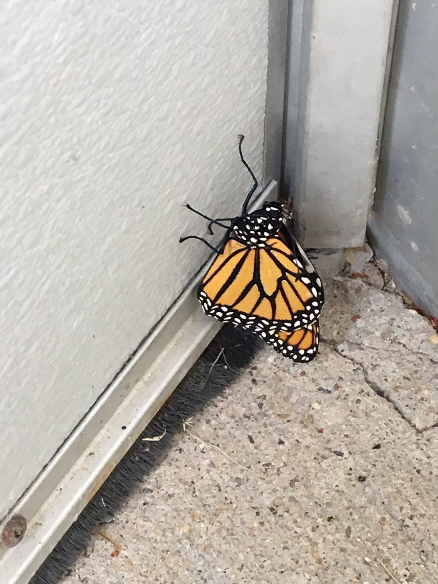 CWCJefferson's tweet image. Excellent first day @ Jefferson ES.  It was great to see all the children again.   We had our first monarch butterfly emerge today.   I believe it is a sign of a good year ahead.