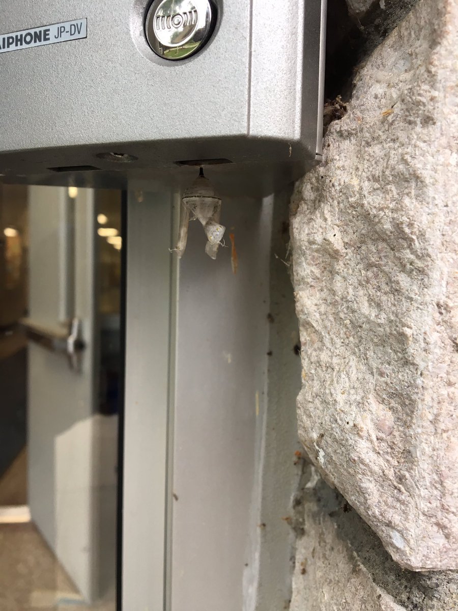 CWCJefferson's tweet image. Excellent first day @ Jefferson ES.  It was great to see all the children again.   We had our first monarch butterfly emerge today.   I believe it is a sign of a good year ahead.