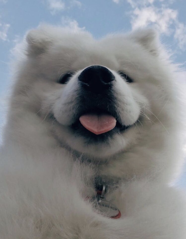 fluffanimals tweet picture
