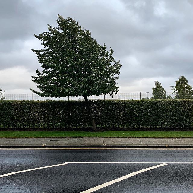 siwiakphoto's tweet photo. On my way home, same tree different light. #onmywayhome #manchester #mcr #leaningtree #urbanlandscape #centralparkmetro https://t.co/OzDnPijRbN https://t.co/fkGauG2Qyq