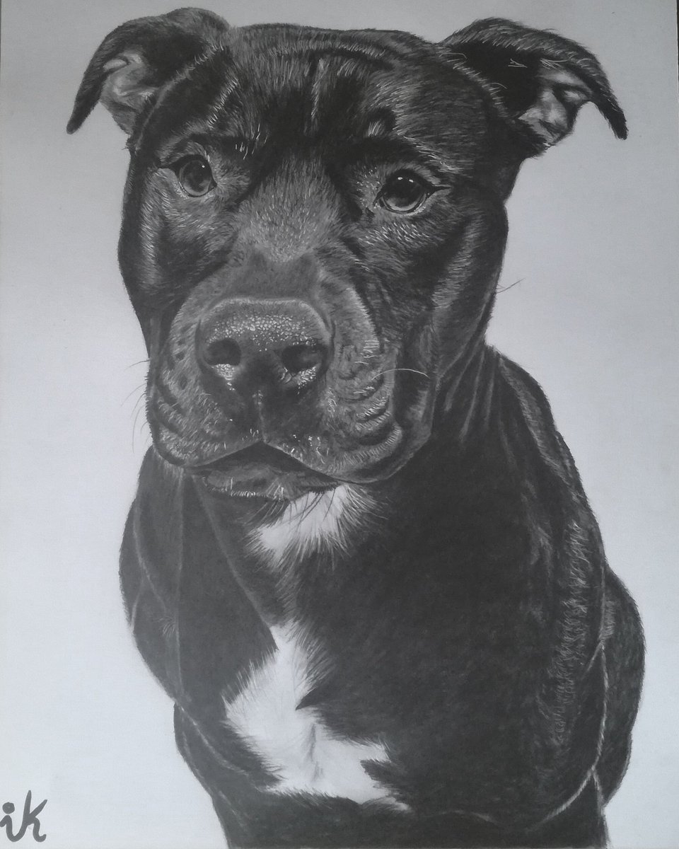 Commissioned drawing ✍🏽🖤✍🏽🖤Leo 🐾🖤 #art #arte #artwork #dogs #lovedogs #ArtistOnTwitter #draw #InternationalDogDay #pitbulllover #pitbulls
