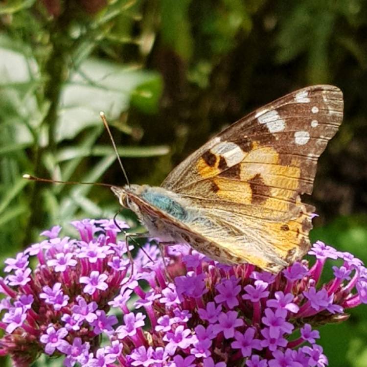 PollenSpread's tweet photo. What a stunner ♥️🙂 #butterfly #insects #wildlifewednesday- #gardening... via @gardentags https://t.co/zxVi4o7dcC