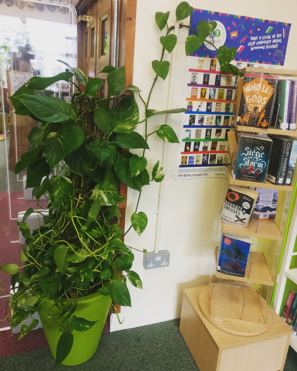 Bennieslibrary's tweet photo. We have our very own library triffid !! ๐ฟ๐ฟ๐ฟ๐ฟ #itstakingover #johnwyndham #thetriffid #thedayofthetriffids #creeper #plants #libraryplants #bennieslibrary ๐ https://t.co/gILVJC0RRl