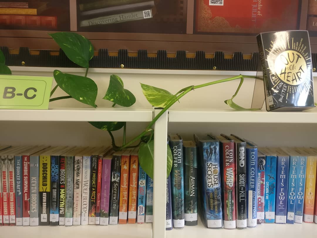 Bennieslibrary's tweet photo. We have our very own library triffid !! ๐ฟ๐ฟ๐ฟ๐ฟ #itstakingover #johnwyndham #thetriffid #thedayofthetriffids #creeper #plants #libraryplants #bennieslibrary ๐ https://t.co/gILVJC0RRl