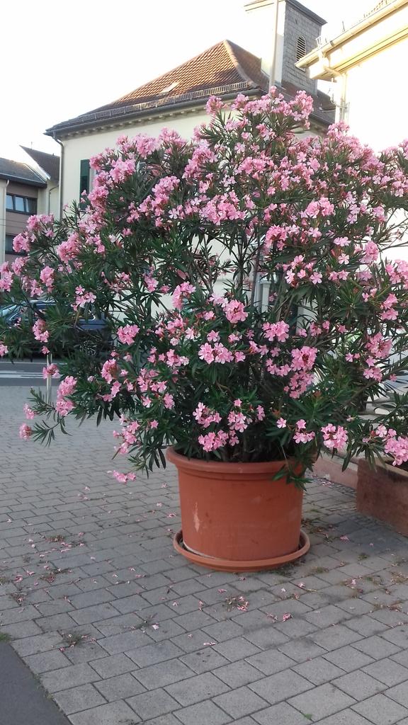 khschmitt77's tweet photo. Wenn der  Oleander blüht  !!! https://t.co/XlQPQwn0QS