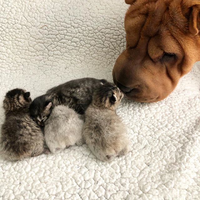 PennySharpei's tweet image. Eskimo kisses!! 😻
-
-
-
#kittens #sharpeis #manxcat #bobtailcat #eskimokisses #catsofinstagram #kittensofinstagram #animalbestfriends ift.tt/2HLTXff