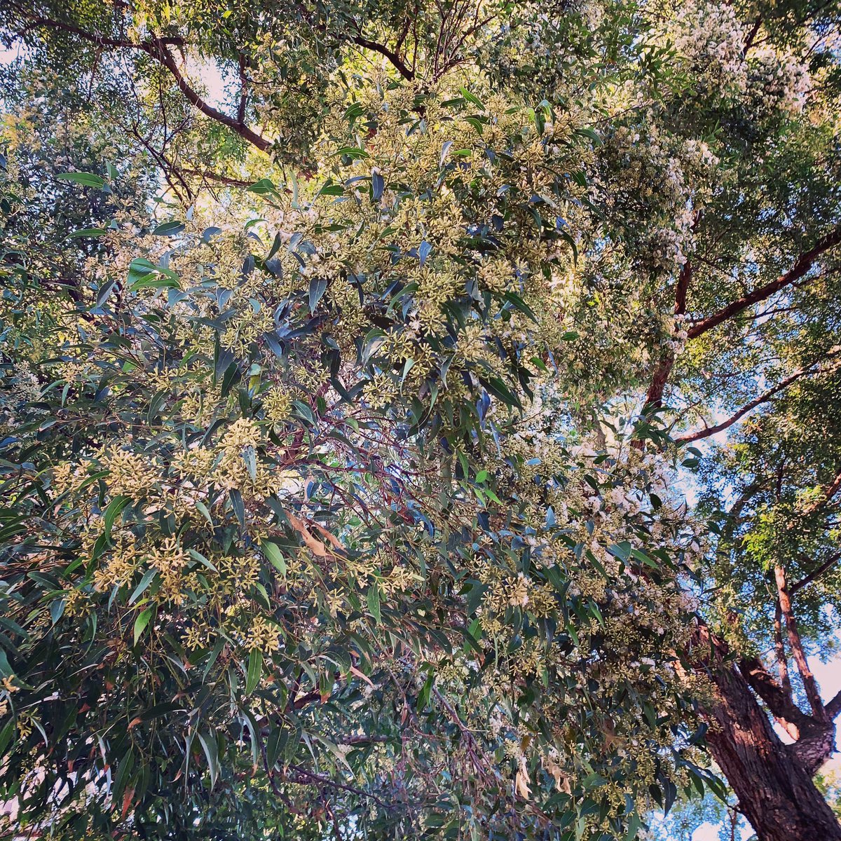 trees_of_sydney's tweet photo. 🌳 Eucalyptus microcorys (Tallowwood) #eucalyptusmicrocorys #tallowwood #tallowood #eucalyptus #eucalypt #gumtrees #gumtree #myrtaceae #angiosperm #australiannativetrees #australiannatives #treesoftheworld #treesofsydney #sydneytrees #trees #tree #sydney https://t.co/uyE9dUxELC