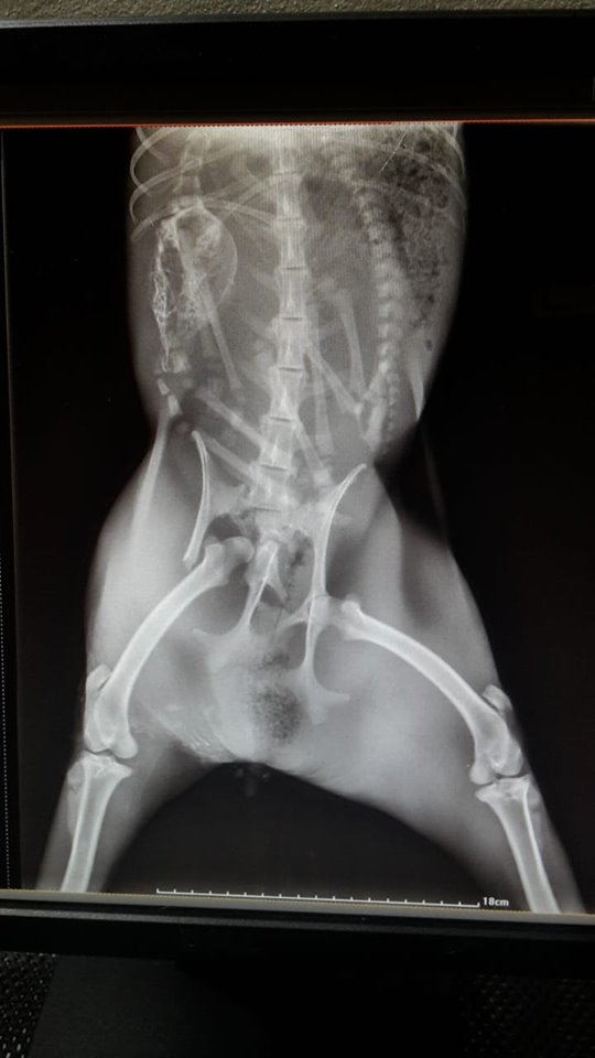 From Claire Lamond: "Little steenbok (antelope) found with skid marks from being hit by a car. Unable to walk, when x-rayed the cause was clear, also discovered to be pregnant. Outcome not good for either..."