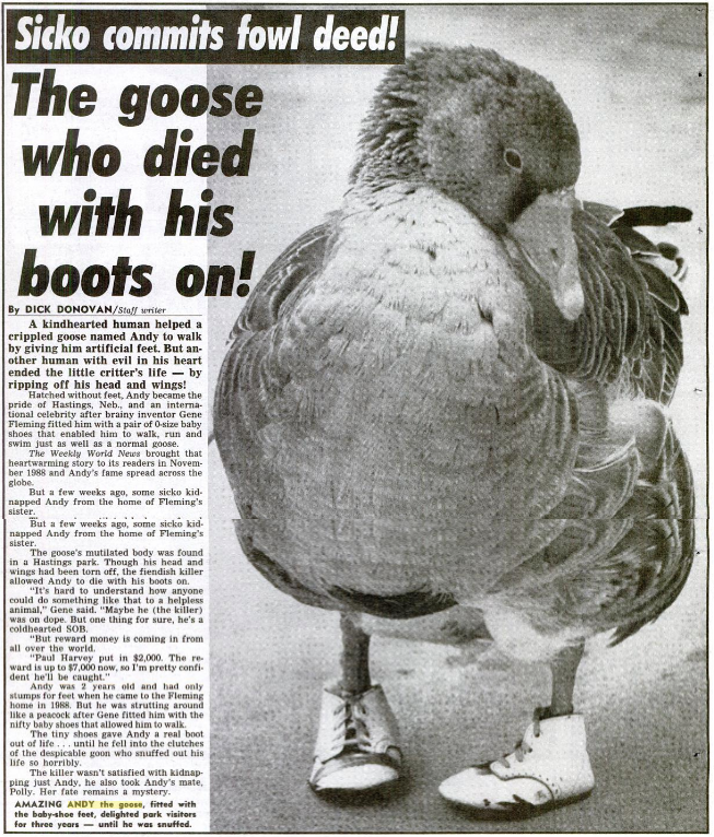 The Blindboy Podcast on Twitter: &quot;People are thinking I made up the inspirational footless goose who wore children&#39;s shoes from this Mornings podcast. Here he is. He was brutally murdered by a