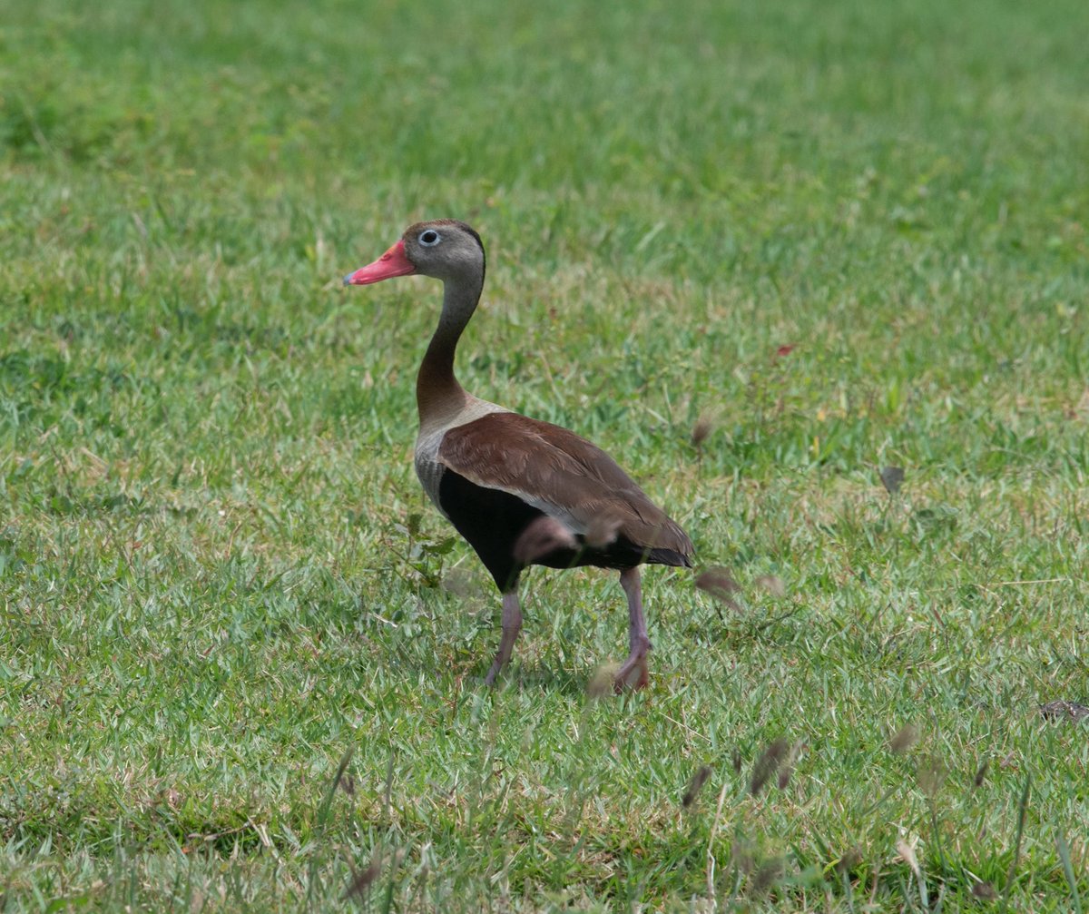 birdbrainuk's tweet photo. Black-bellied Whistling Duck in Barbados - what great sound! Its for you @Jonny09Jonny - @NeoBirdClub @Birds_Barbados @xenocanto #ornithology #nikonD850 @UKNikon @sounddevices #mixpre3 a group https://t.co/v1bDriUEPA and a single https://t.co/iww4MJxfAR https://t.co/meNPIboWlL