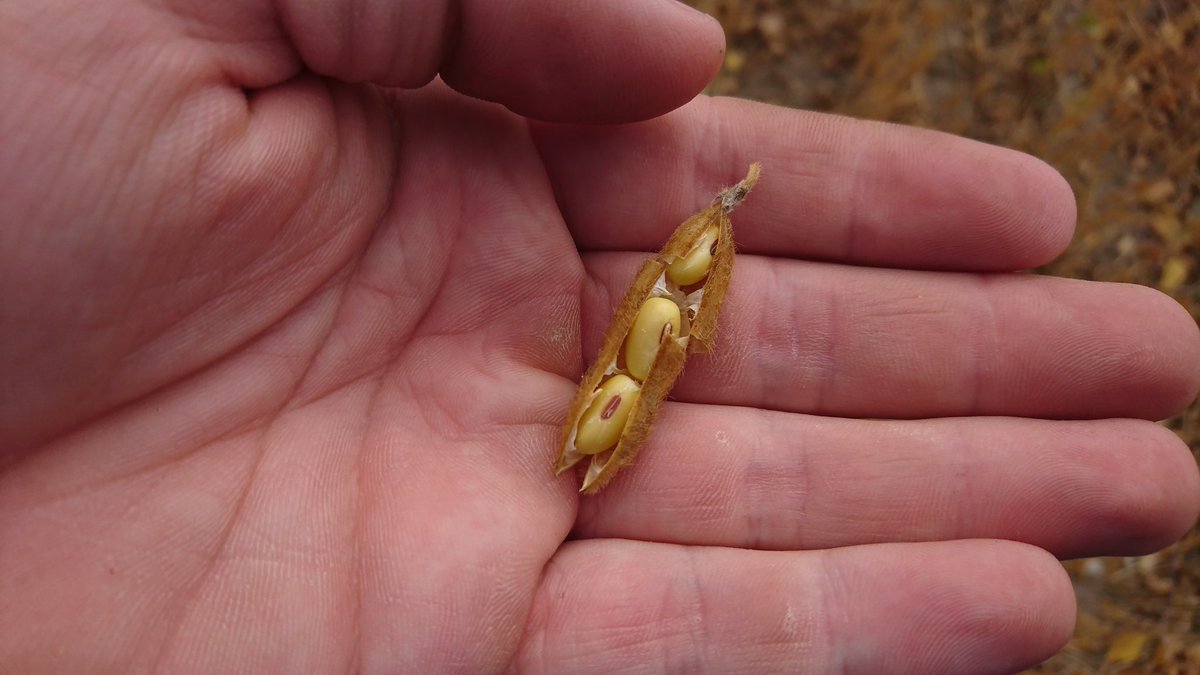 Isaac Borland tweet media