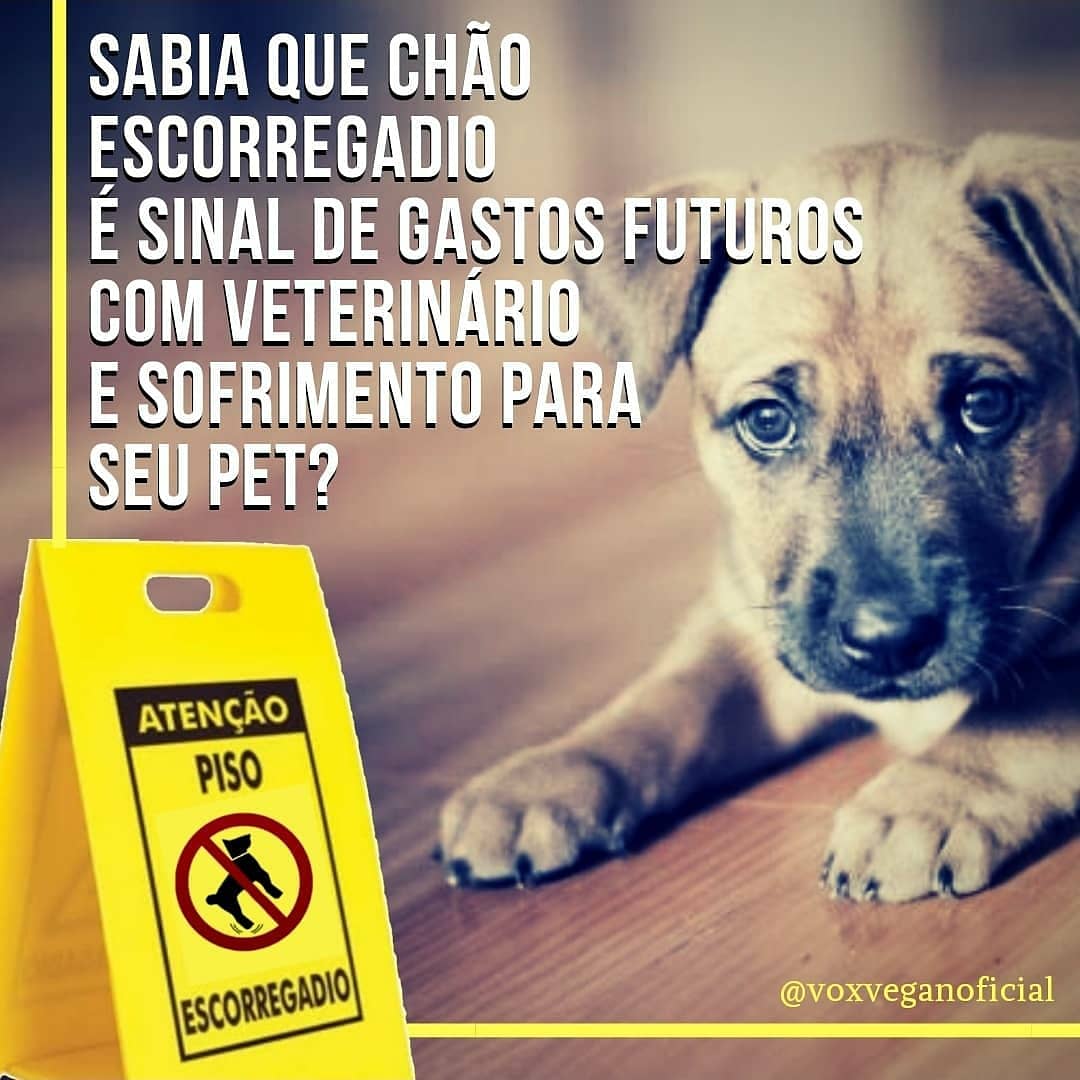 PetShopLegal's tweet photo. Uma dica bacana de solução: https://t.co/ot3SxpN0DF

PS: não estamos ganhando 1 centavo pela propaganda, só a satisfação de ajudar os animais!

#AntiSlipSystem #Antiderrapante #Displasia #ProtetoresDeAnimais #ProteçãoAnimal #Cães #Cachorreira #Cachorreiros #AmoOsAnimais #VoxVegan https://t.co/FapjhSH935