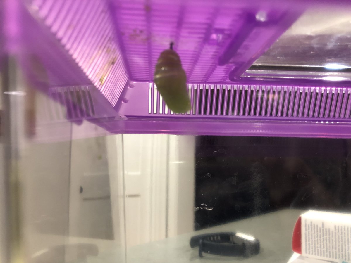 MrsMarcotteWAS's tweet photo. Exploring the life cycle of a butterfly ππ¦ #caterpillar #jshape #chyrsalis #greatestschoolonearth @allenl27882902 https://t.co/hwCxA1MA99