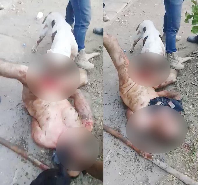 Ver imagem no Twitter