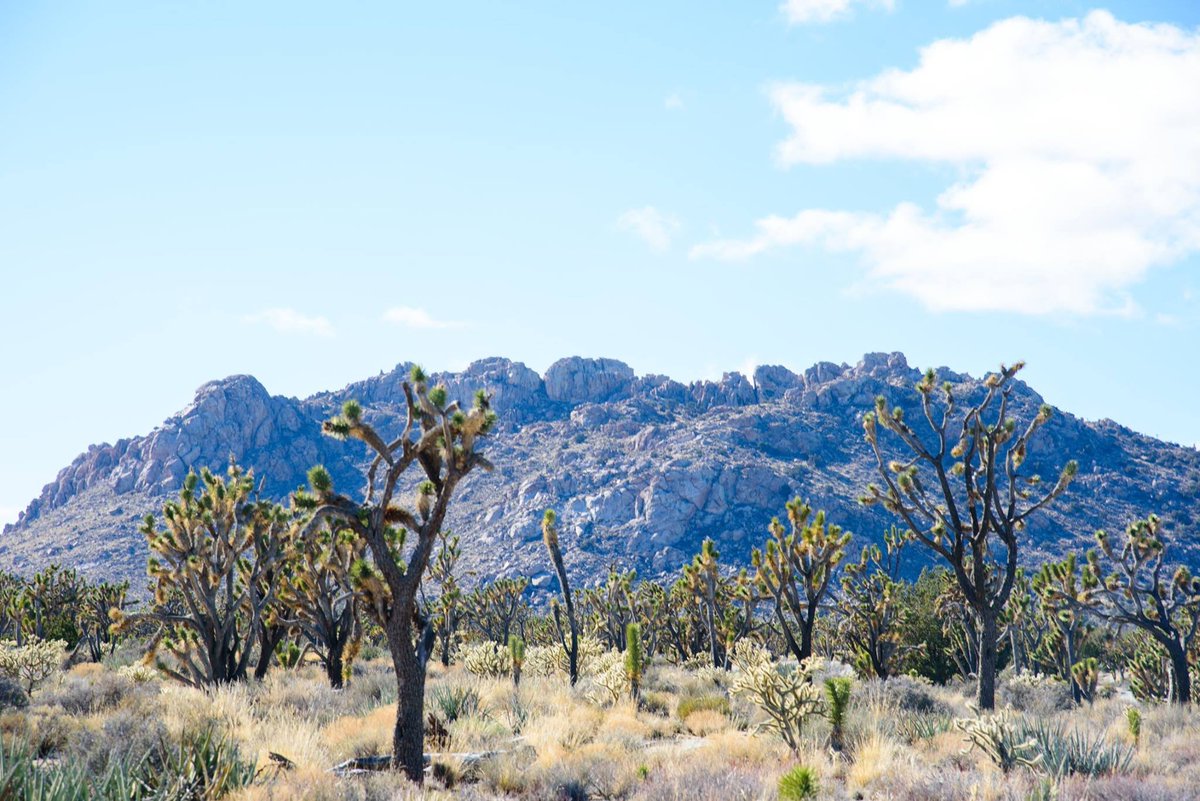 DesertVisitor's tweet photo. The Joshua tree forest covering #CimaDome and the adjacent #ShadowValley is the largest and densest in the world. https://t.co/KhFx3CIgGs